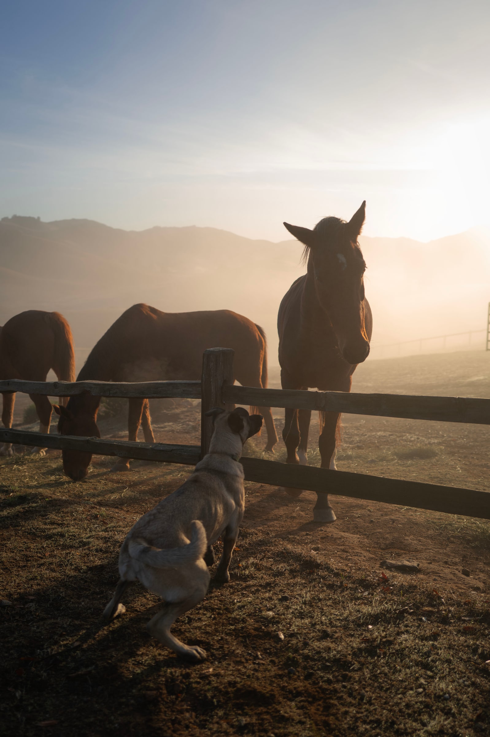 Dance of the Beasts, shot on Leica Q3 – Summilux 28mm f1.7