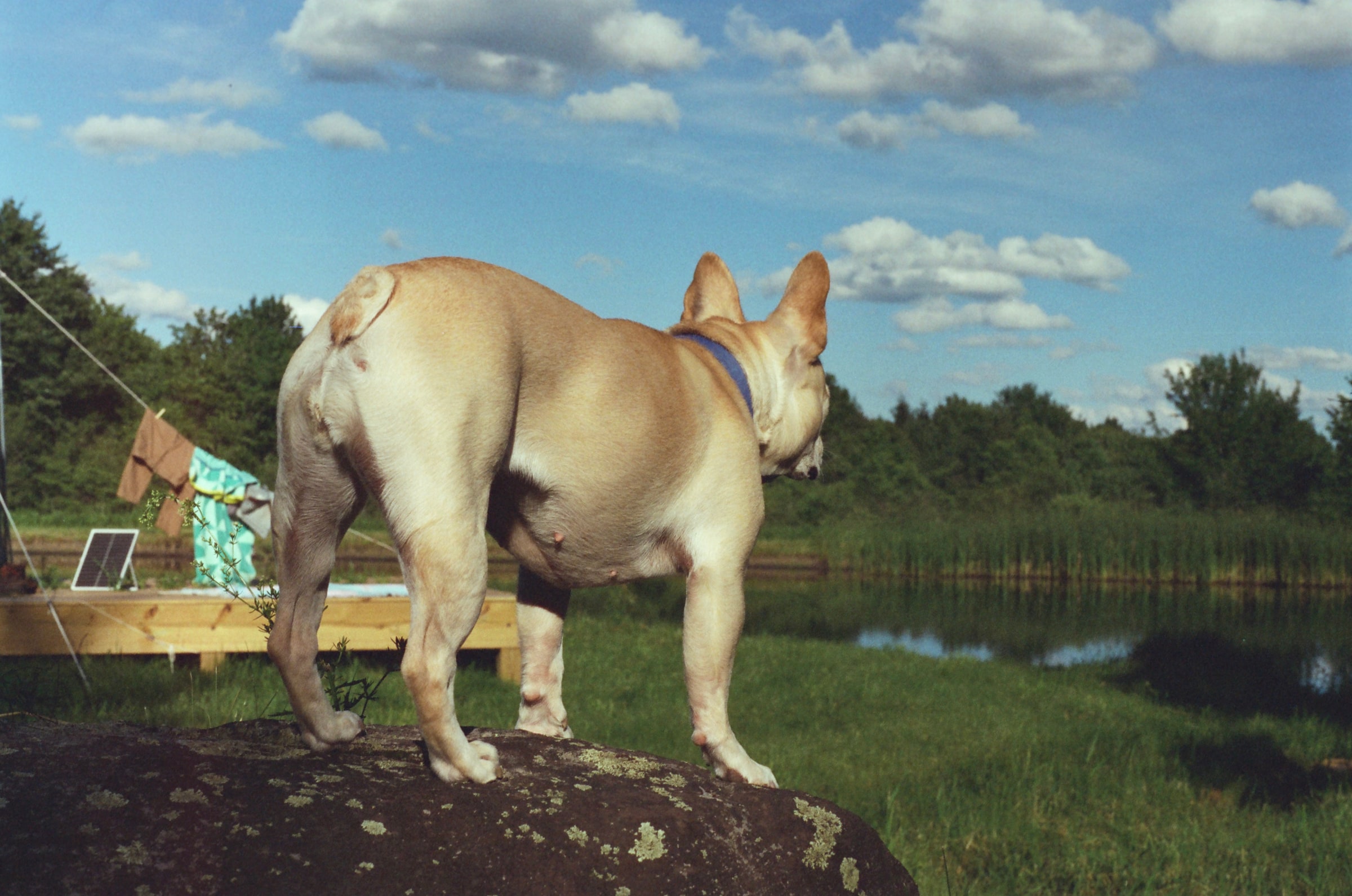 Pride Rock, shot on Leica M6 – Noctilux-M 50mm f0.95