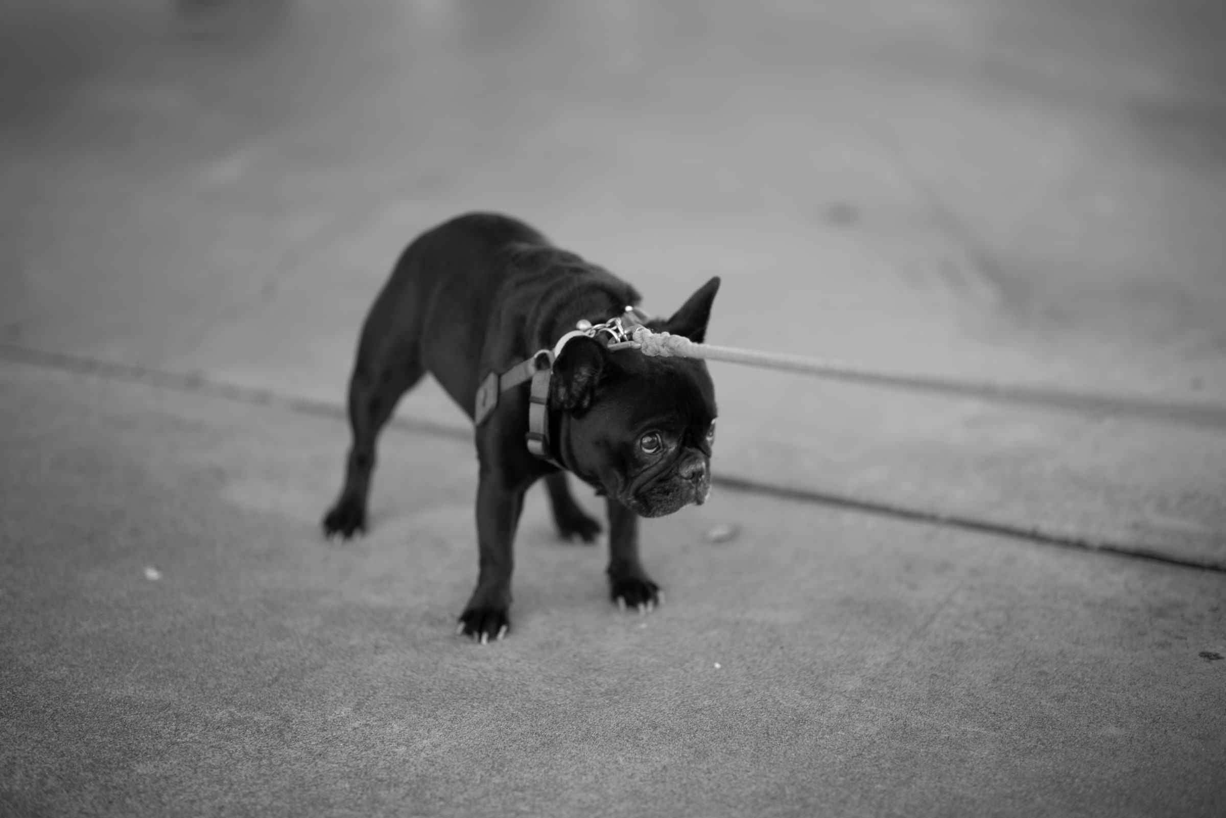 The Protestor, shot on Leica SL2 – Noctilux-M 75mm f1.25